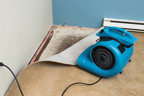 Best Water damage cleanup near me  in Grove Hill, AL